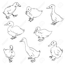 If you are interested in pen & ink drawings observed throughout art history and wish to learn how they were achieved then this is the course for you. Sketch Of Ducklings Ink Drawing Birds Hand Drawn Vector Illustration Royalty Free Cliparts Vectors And Stock Illustration Image 55657714