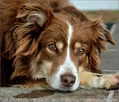 Pienso Luego Existo Dog Life Raining Cats And Dogs I Love Dogs