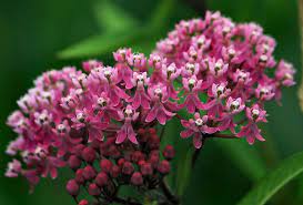 Also known as marsh plants, shoreline plants thrive in moist soil and include such plants as arrowhead, in zones 4 through 10, and the popular cattail, which thrives in zones 2 through 11. 10 Plants That Attract Dragonflies For Mosquito Control By Carly Fraser Bay Area Entertainer