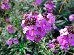 Dekko picked up his nickname at school, dekko deacon sounding rather good, i i knew all that because over the years this kind of pattern had developed. How To Grow And Care For Wallflowers Lovethegarden