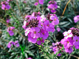Shop better homes & gardens and find amazing deals for flowers & plants from several brands all in one place. Planting Spring Winter Bedding Plants Love The Garden
