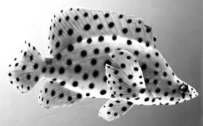 Black And White Saltwater Fish Scaffold And Shadow Patternity Fish Big Eyed Fish Saltwater Aquarium Fish