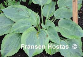 0 more photos view gallery. Hosta Dark Shadows Fransen Hostas