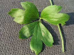 Image result for Ranunculus hispidus