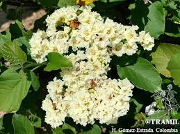 Image result for Cordia