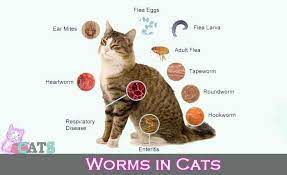 Types Of Worms In Cats Symptoms And Helminth Treatments Catsfud Cats Cats Health Cats Food Types Of Worms Cats Cat Worms