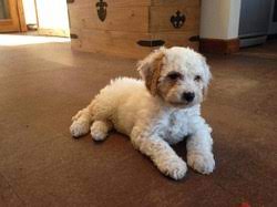 Teething Puppies Cockapoo Owners Club Uk