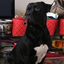 Check spelling or type a new query. American Bulldog Journal American Civilization Pages Directory