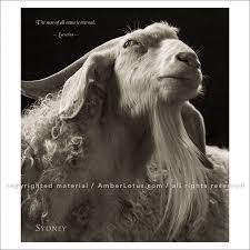 I Am Goat 2017 Wall Calendar Animal Portrait Photography By Ken Horan And Wisdom From Nature S Philosophers Click Through To See Goats Animals Pet Portraits