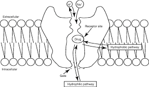 Image result for Sodium Channel Blocker