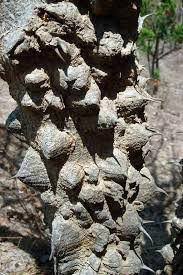 Image result for Zanthoxylum chalybeum