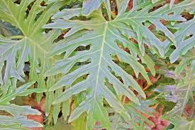 Image result for Thaumatophyllum bipinnatifidum