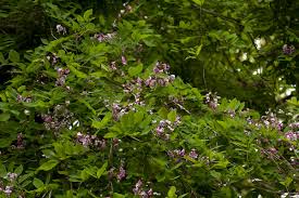 Image result for Millettia usaramensis
