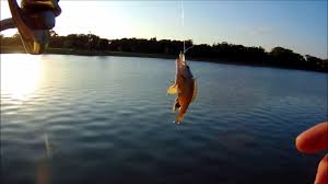 Andrew brown park west 4: 7 Green Sunfish In 12 Minutes Andy Brown Park Coppell Tx 4 20 2017 Youtube