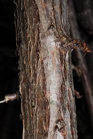 Image result for Obetia tenax