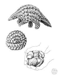 When a pangolin feels threatened it will curl up into a ball. Pangolin Sketch At Paintingvalley Com Explore Collection Of Pangolin Sketch