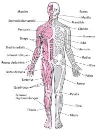 Human Body Muscles Names Know Your Muscles Names English Go Fun Associating The Muscle S Characteristics With Its Name Penyanyi Populer Era 90 An