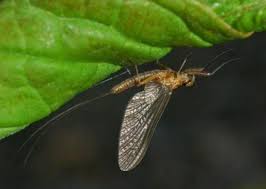 Image result for Philenoptera bussei