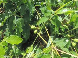 Image result for Paullinia pinnata