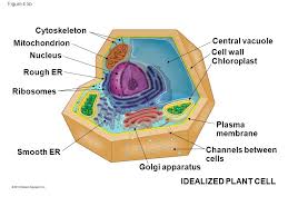 Check spelling or type a new query. Chapter 4 A Tour Of The Cell Ppt Download