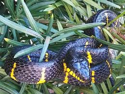The yellow rat snakes have strips of black and yellow running the length of their bodies, from head to tail. Sumatran Black Yellow Mangrove Snakes For Sale