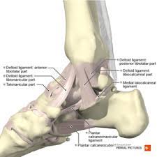 The ligaments of the ankle joint are grouped into two categories: Ankle Sprain Physiopedia