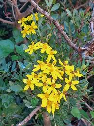 Image result for Senecio pergamentaceus