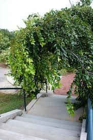 Image result for Celtis sinensis