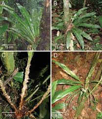 Image result for Elaphoglossum lancifolium