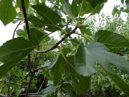 La Figue Le Fruit Du Mois D Octobre Dans La Bulle De Manou