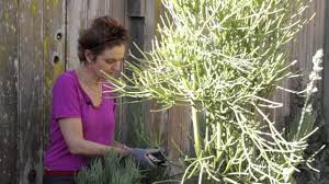 This, consequently, goes without saying that irrigation is more frequent during its production cycle. How To Propagate A Pencil Cactus Plant Gardening With Flowers Succulents Youtube