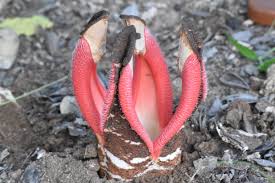 Image result for Hydnora abyssinica