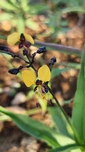 Image result for Aneilema johnstonii