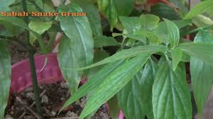 Dengan ujung belalainya, gajah bisa memungut sebuah koin yang kecil. Sabah Snake Grass And Indian Snake Grass Youtube