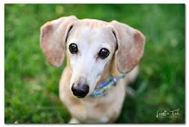 Contact raleigh dachshund breeders near you using our free dachshund breeder search tool below! Dachshund Puppies North Georgia The Y Guide