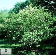 Image result for ligustrum ovalifolium