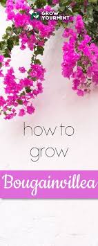 Learn How To Grow Bougainvillea And Your Garden Won T Be The Same Bougainvillea Bougainvillea Trellis Garden Vines