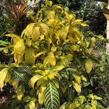 Image result for Sanchezia speciosa