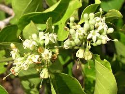 Image result for Keetia