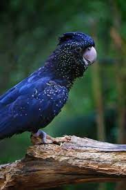 Its so expensive because palm cockatoos are very hard to breed and thus the demand is much higher than the offer. Buy Red Tailed Black Cockatoo Notebook Book Online At Low Prices In India Red Tailed Black Cockatoo Notebook Reviews Ratings Amazon In