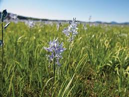 Maybe you would like to learn more about one of these? Go Wild In The Wild In Cusick Wa Huckleberry Press