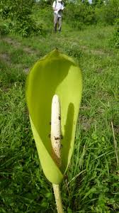 Image result for Anchomanes