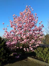 Image result for Magnolia sargentiana