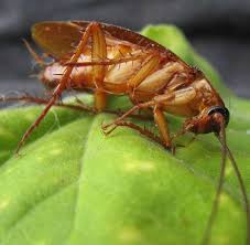 Daily cleaning is a must. Monthly Roach Service Best Pest Control Nyc At Onehourpestcontrol Nyc 24 Hour Emergency Care Residential And Commercial Pest Control Exterminators