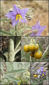 Image result for Solanum