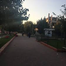 Iarbă de paragină, iarba pârloagelor, floarea pustei).a fost introdusă în europa cu diferite cereale. Photos At PiaÈ›a Matei Ambrozie Balta AlbÄƒ Bd Camil Ressu Nr 41