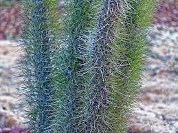 Succulent And Cactus Gardens Of The Relais De La Reine In Madagascar Travel To Eat Succulents Cactus Garden Cactus