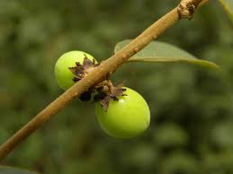 Image result for Bridelia