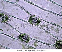 ✓ free for commercial use ✓ high quality images. Microscopic Leaf Stock Photos Microscopic Leaf Stock Photography Microscopic Leaf Stock Images Shutterstock Com Plant Cell Leaf Images Real Photos
