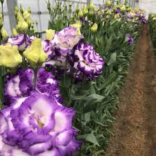 Image result for eustoma lisianthus in garden